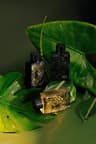 Tribal Elixir - 
